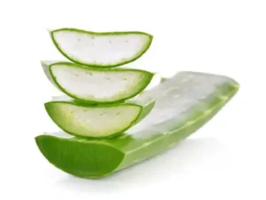 Foglie Di Aloe Vera Sabila