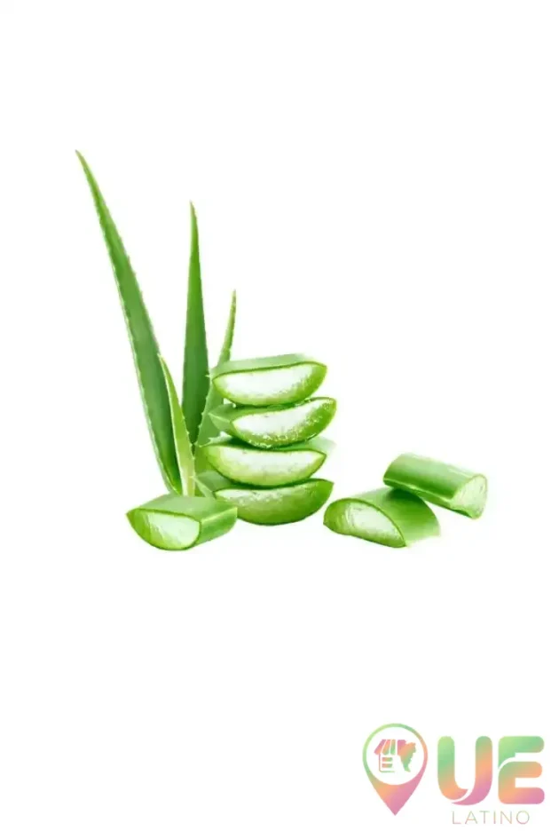 Foglie Di Aloe Vera Sabila